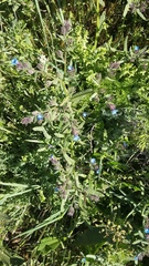 Anchusa pusilla