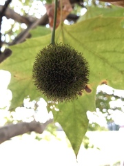 Platanus