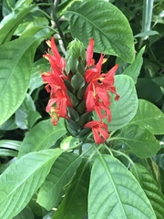 Pachystachys spicata