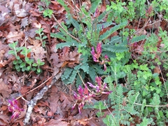 Astragalus monspessulanus monspessulanus