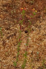 Camissoniopsis hirtella