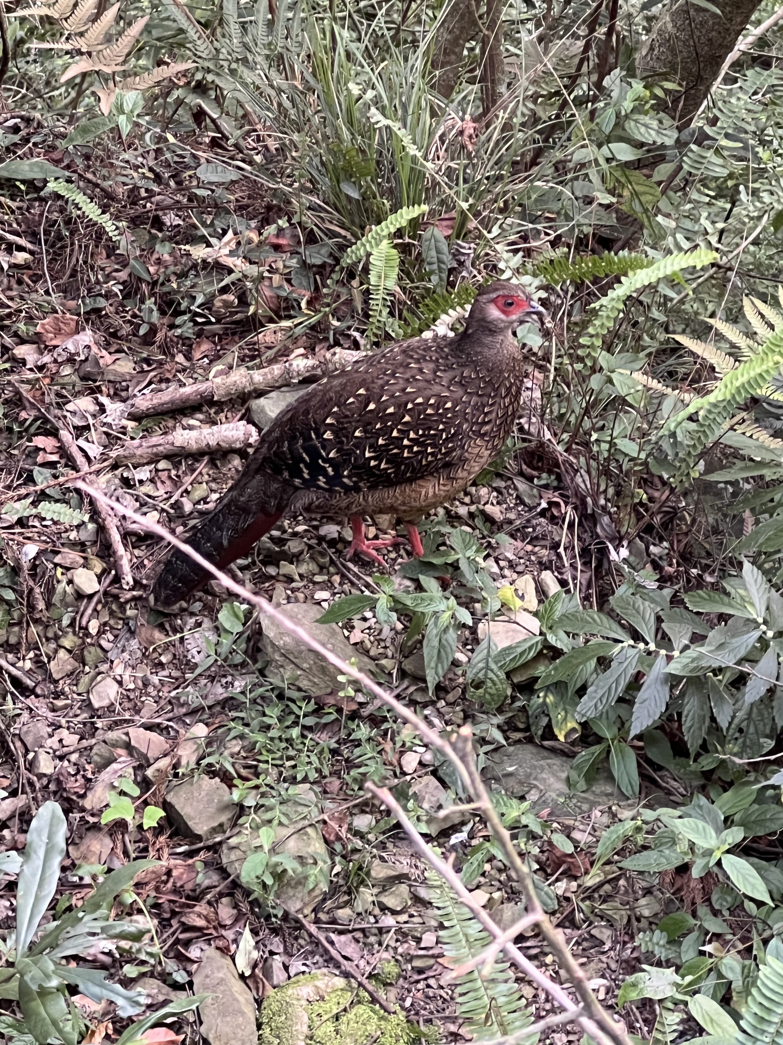 Swinhoe's Pheasant