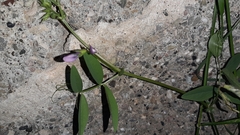 Lathyrus hirsutus