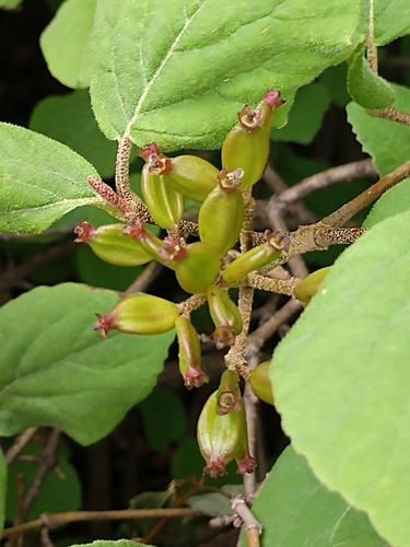 Viburnum carlesii iNat (2)