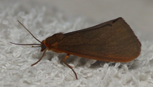 Tawny Virbia Moth photo 3
