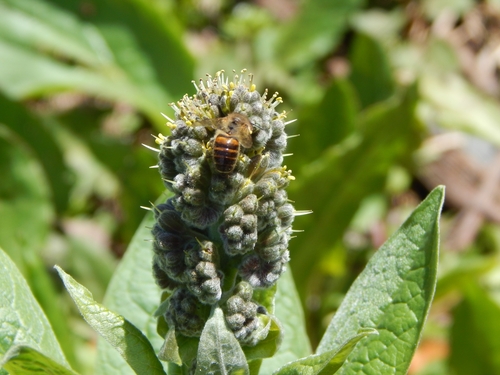 Asian Honey Bee