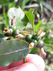 Psychotria suterella