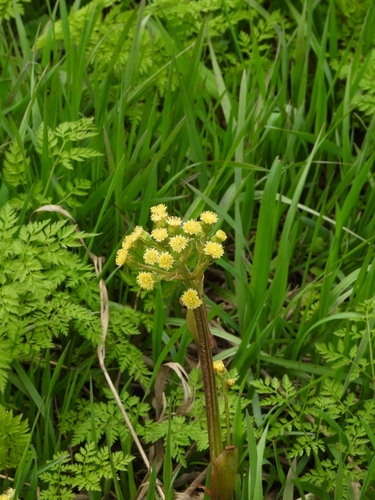 Petasites radiatus (Petasites radiatus)