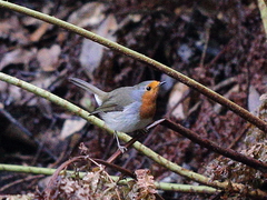 Erithacus rubecula superbus