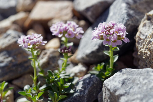Round-leaf pennycress (Noccaea corymbosa)