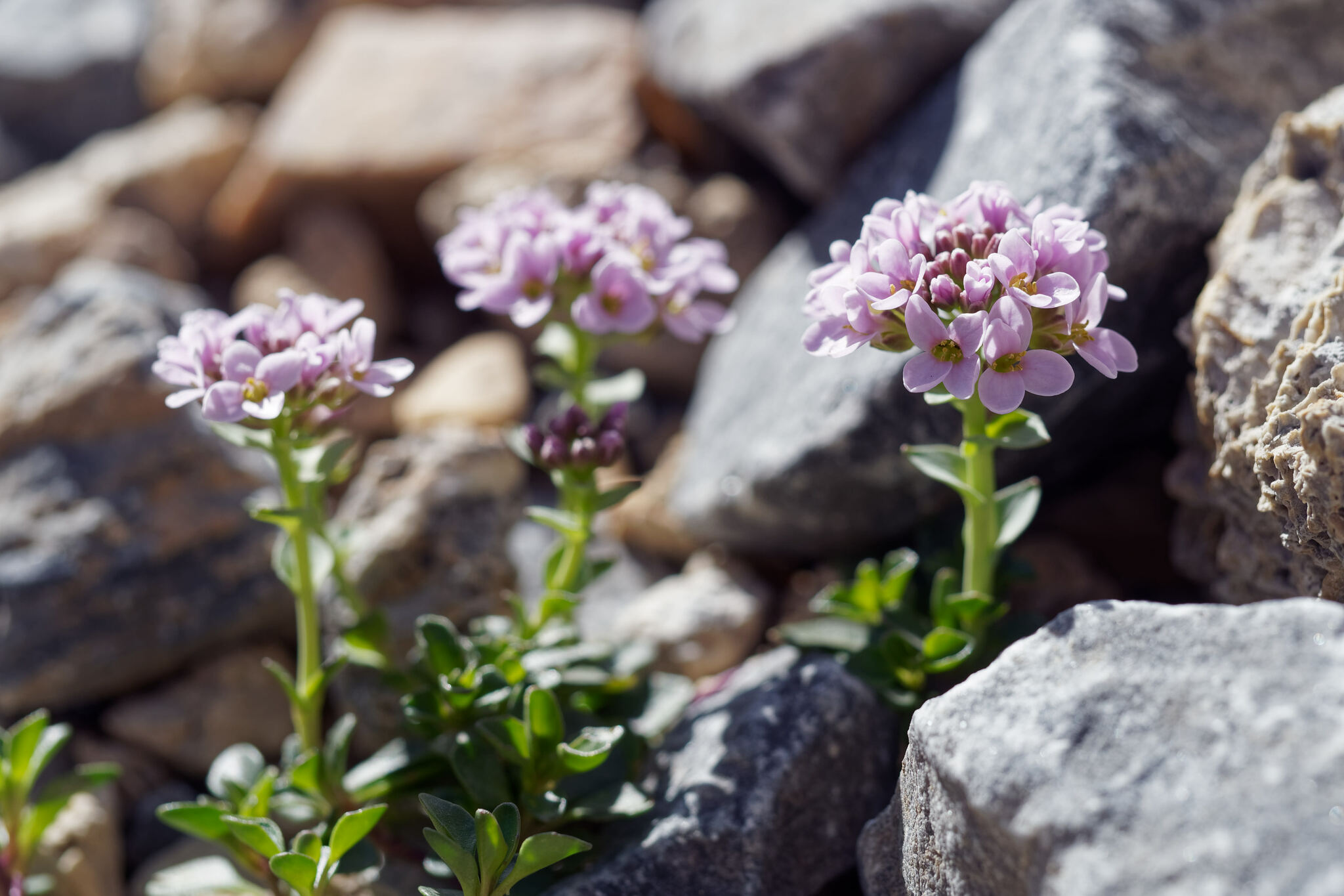 Round-Leaf Pennycress (Noccaea corymbosa)