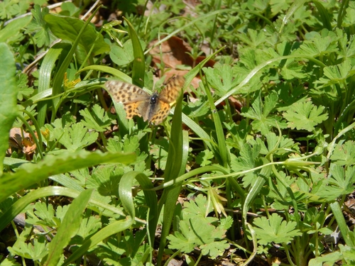 Himalayan Queen Fritillary