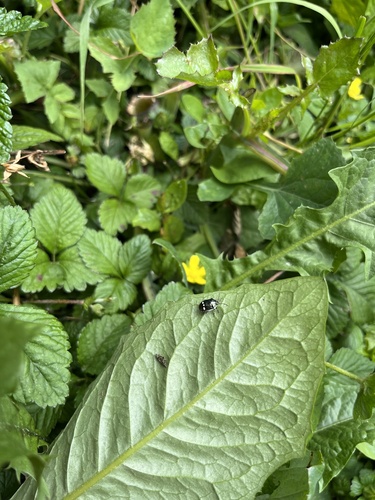 Eurydema oleracea
