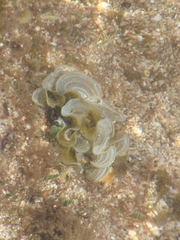 Padina mexicana