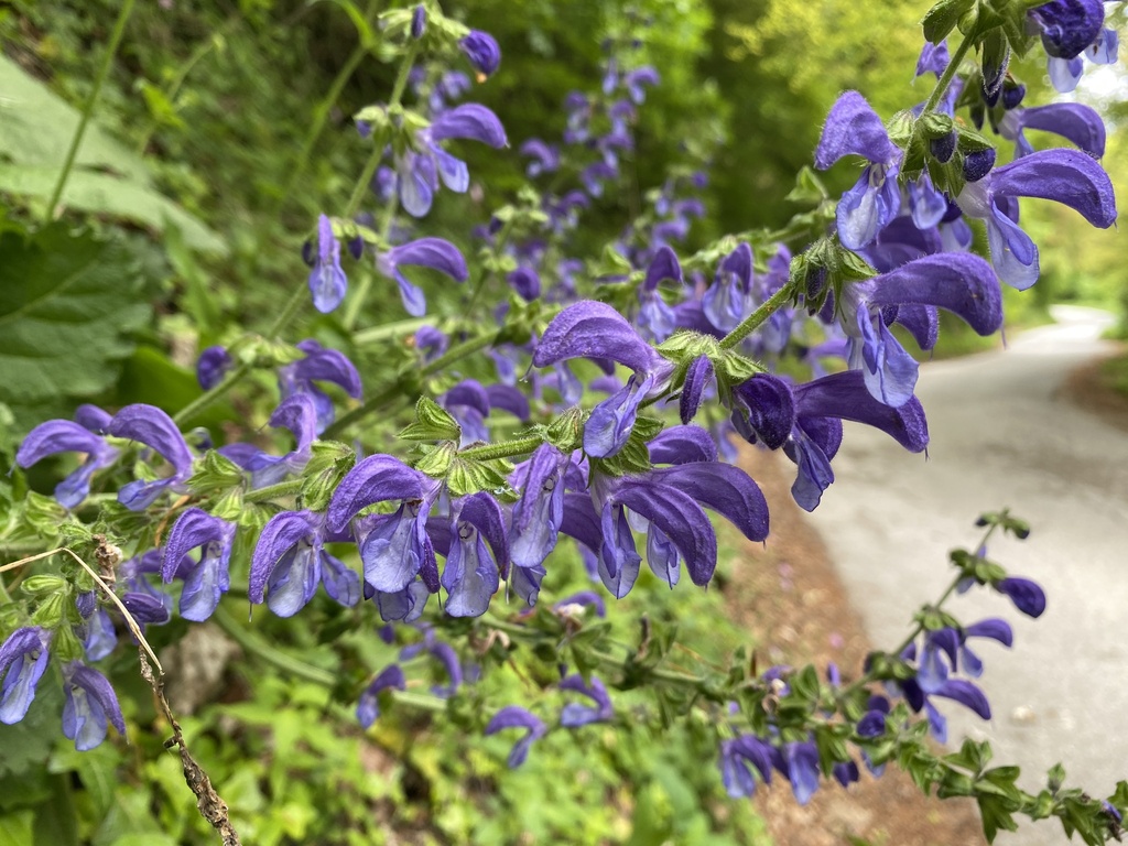 Alpine Meadow Sage