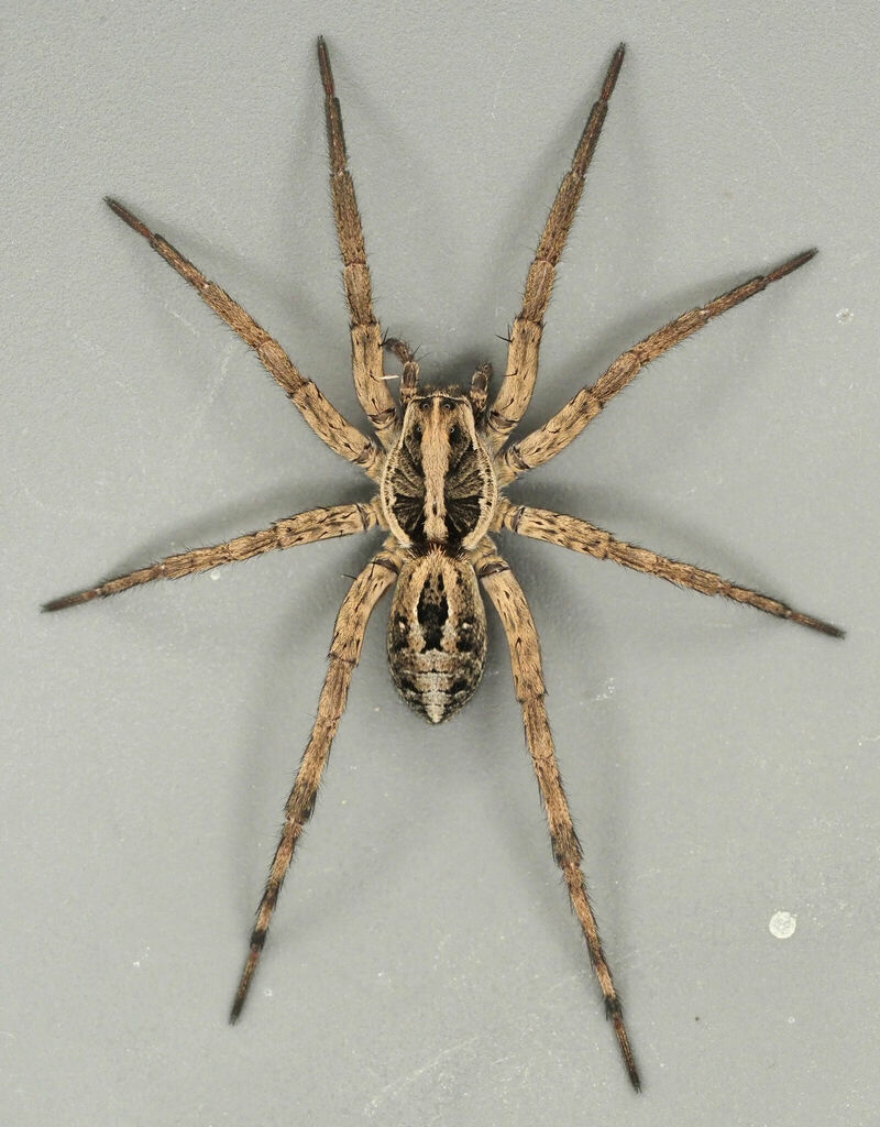 Brush-legged Spiders