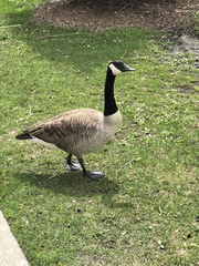 Branta canadensis