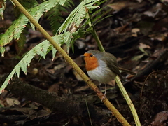 Erithacus rubecula superbus