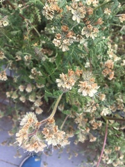 Phacelia malvifolia