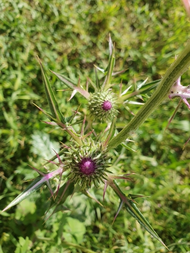 Image of Notobasis syriaca by (c) Mehdi Chetibi, some rights reserved (CC BY)