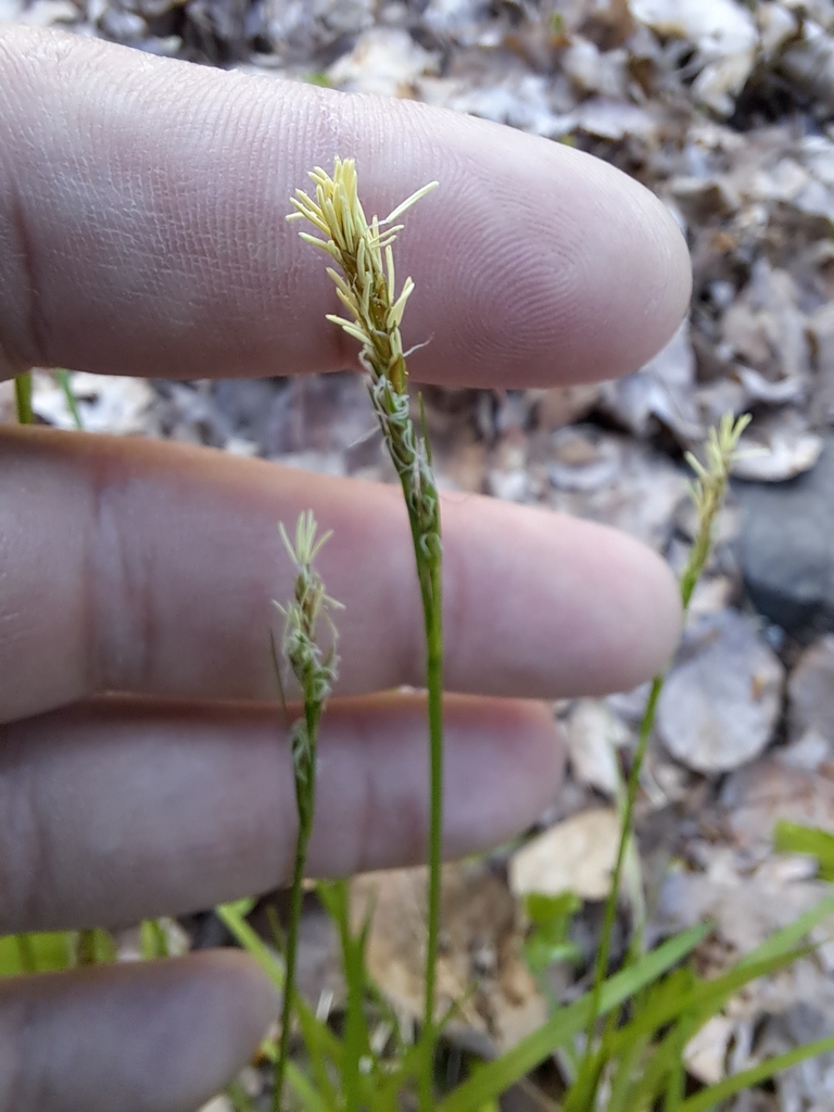true sedges from Echo Bay, ON P0S 1C0, Canada on May 9, 2024 at 0727