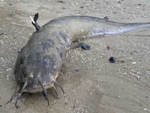 Barbel-eel catfish (Plotosus canius) — Plotosidae — 3