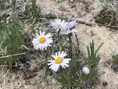 Erigeron pumilus