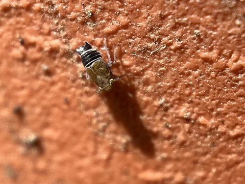 Acanthodelphax denticauda