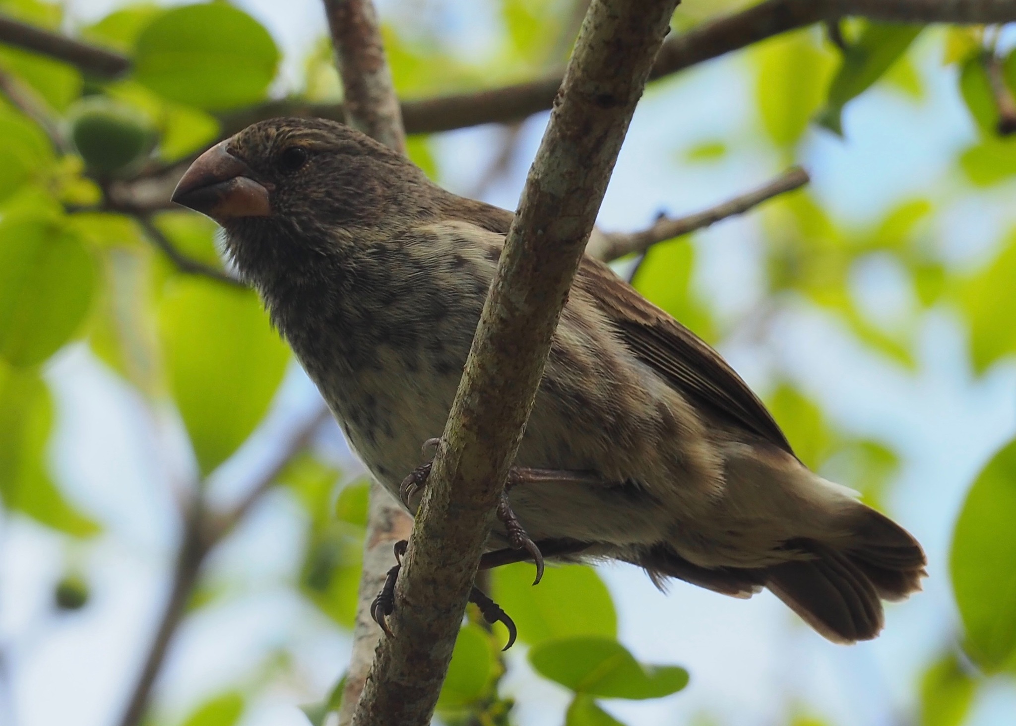 Large Tree Finch (Camarhynchus psittacula), photo 3
