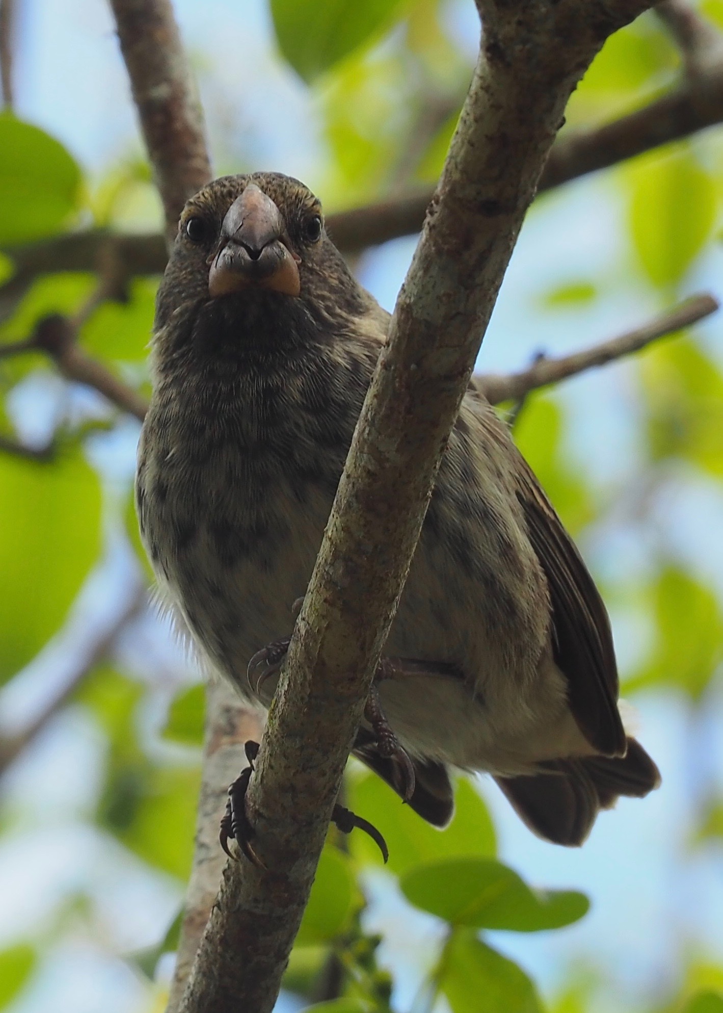 Large Tree Finch (Camarhynchus psittacula), photo 4