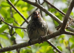 Camarhynchus psittacula