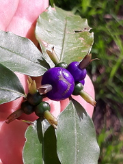 Psychotria suterella