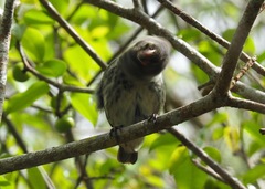 Camarhynchus psittacula