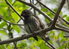 Camarhynchus psittacula