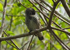 Camarhynchus psittacula