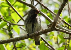 Camarhynchus psittacula