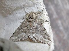 Lycia ursaria