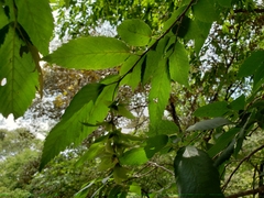 Carpinus tropicalis