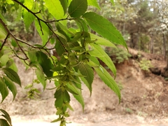Carpinus tropicalis