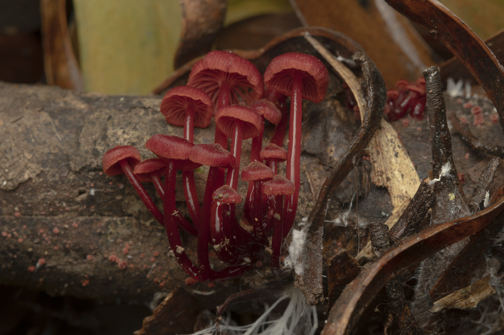 Ruby Bonnot ruby bonnet from Tarra Valley VIC 3971, Australia on April 20, 2024 at ...