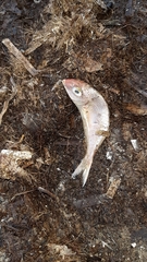 Pagellus