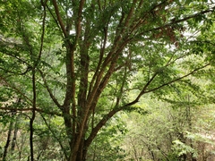 Carpinus tropicalis