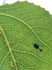 Eucharitidae