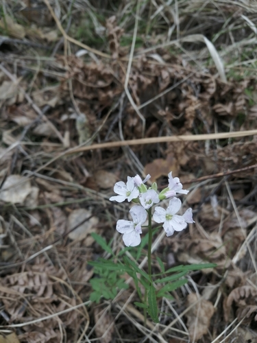 Cardamine trifida iNat (2)