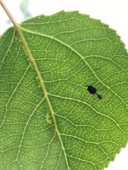 Eucharitidae