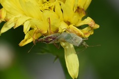 Harmostes reflexulus