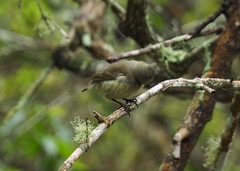 Camarhynchus parvulus