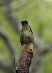 Camarhynchus parvulus