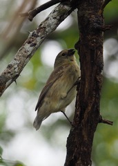 Camarhynchus parvulus