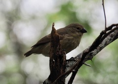 Camarhynchus parvulus